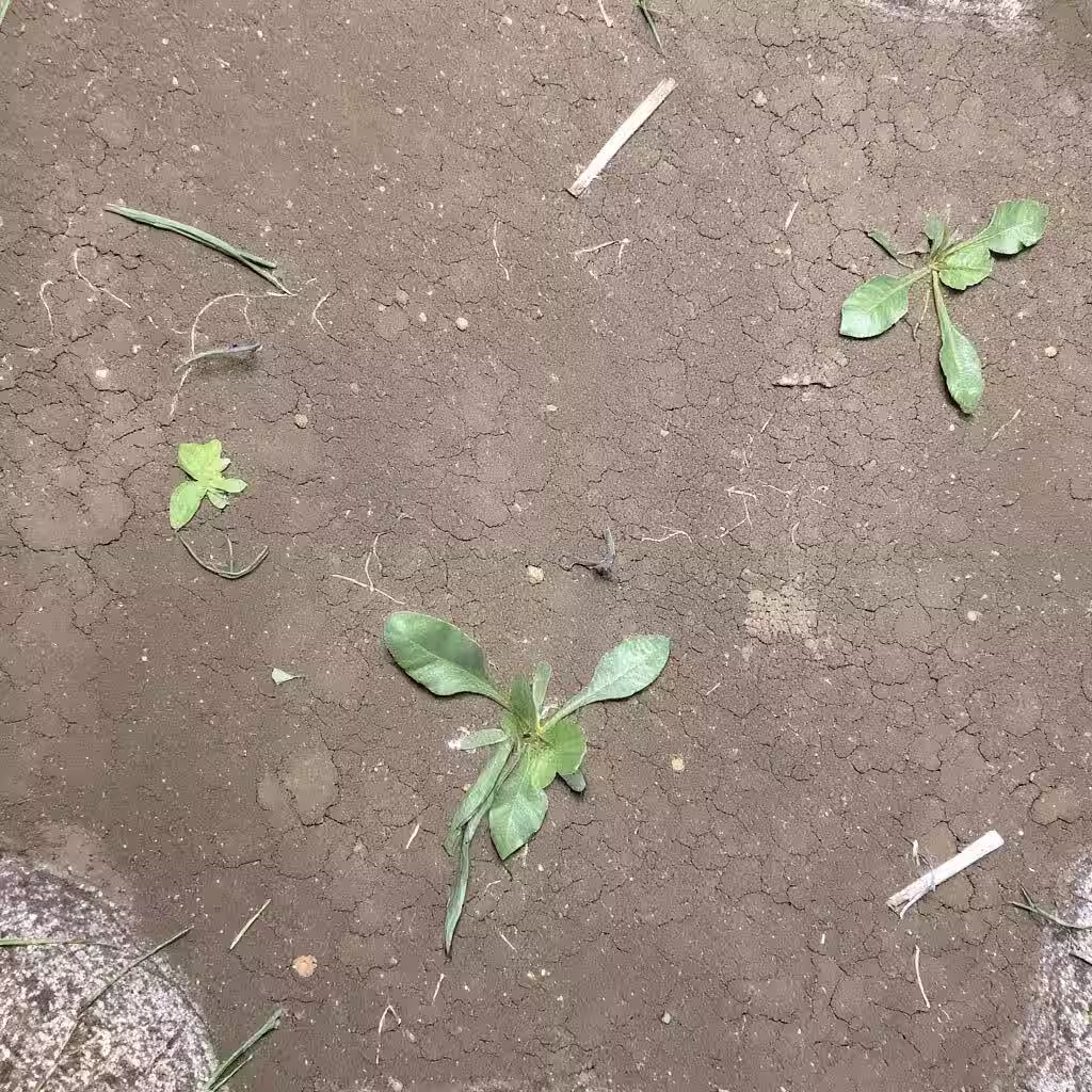 Crop Field
